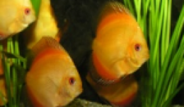 6f-gimp_tworzenie_szablonow_stron_www_cz_10.png