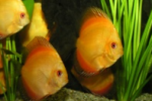 6f-gimp_tworzenie_szablonow_stron_www_cz_10.png 6f-gimp_tworzenie_szablonow_stron_www_cz_10.png